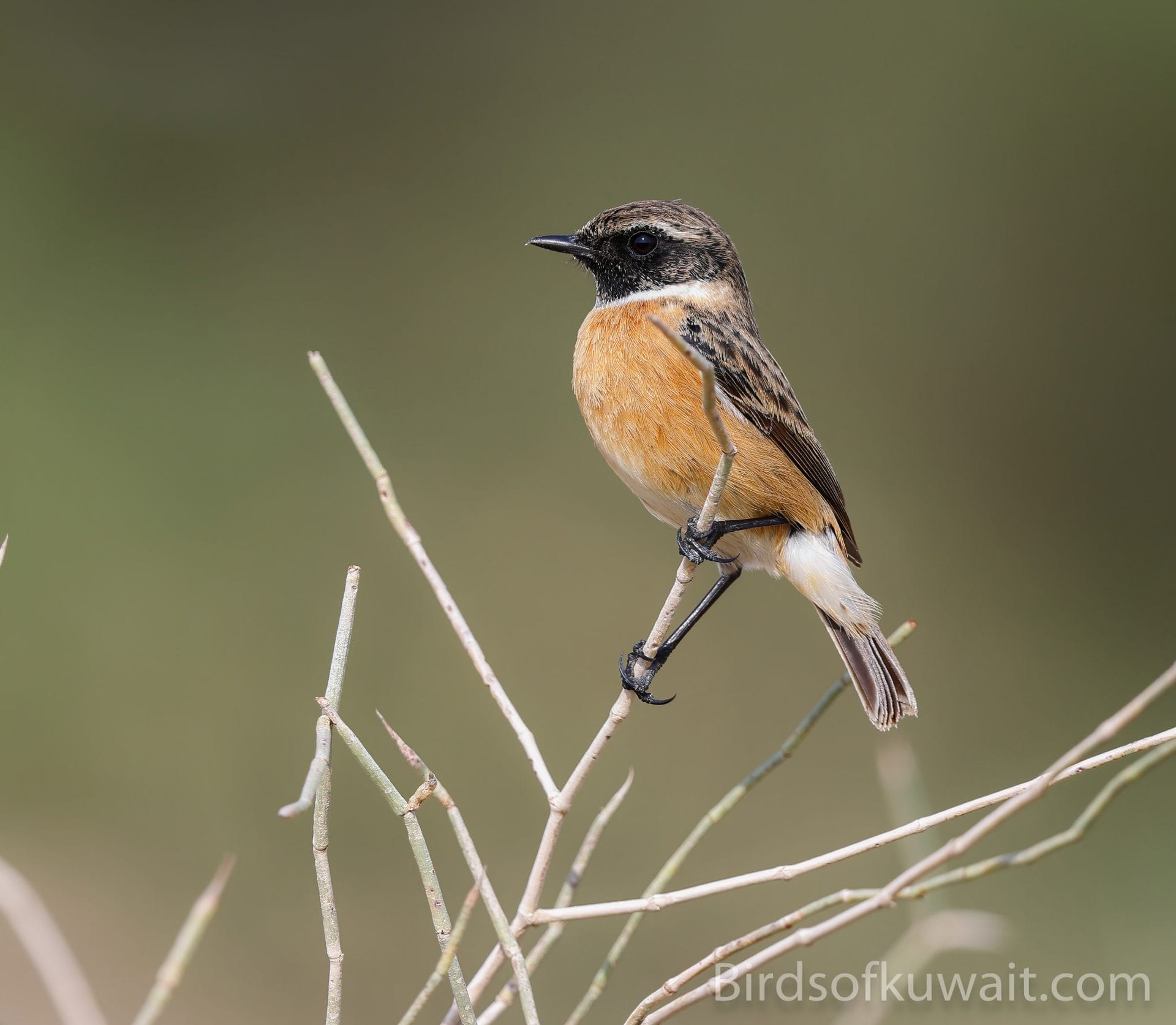 European Stonechat Saxicola rubicola