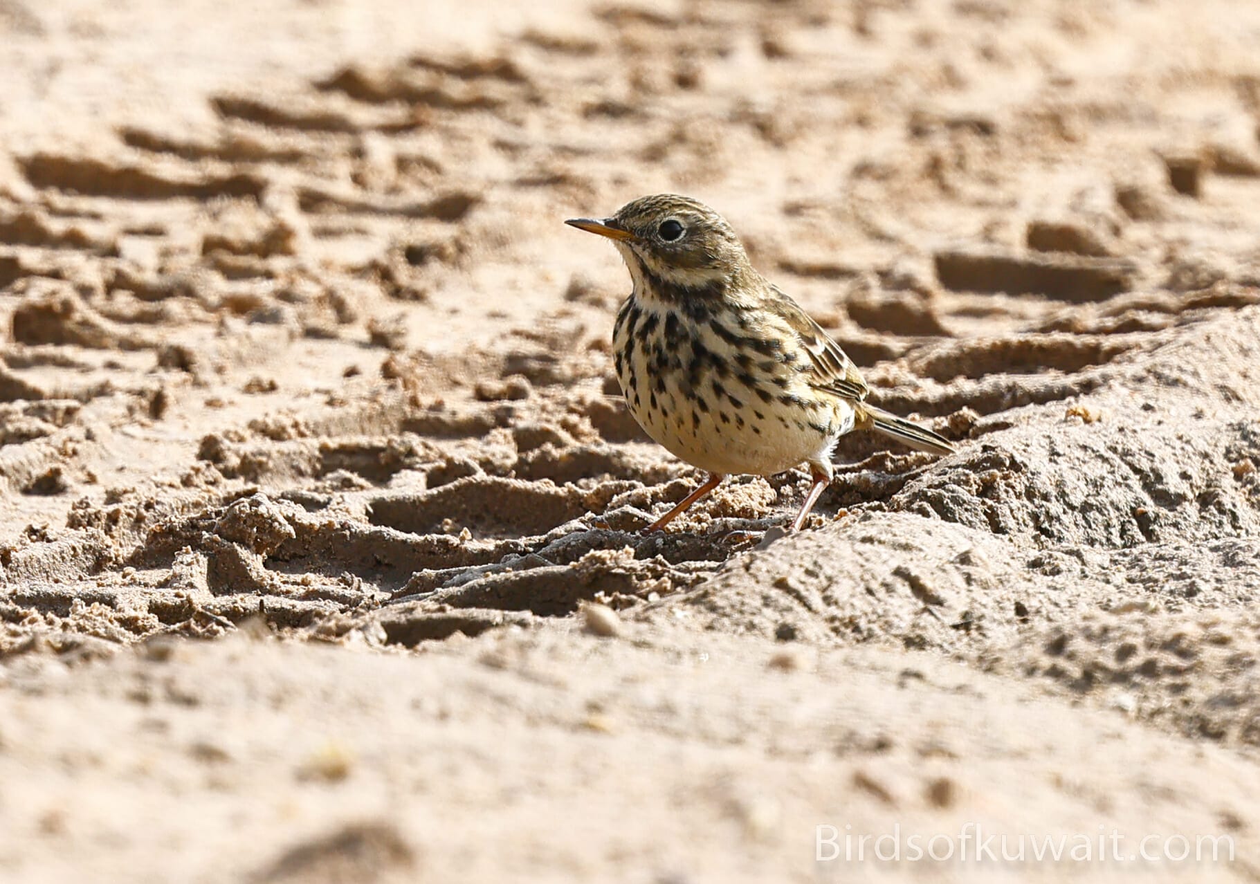 Meadow Pipit Anthus pratensis