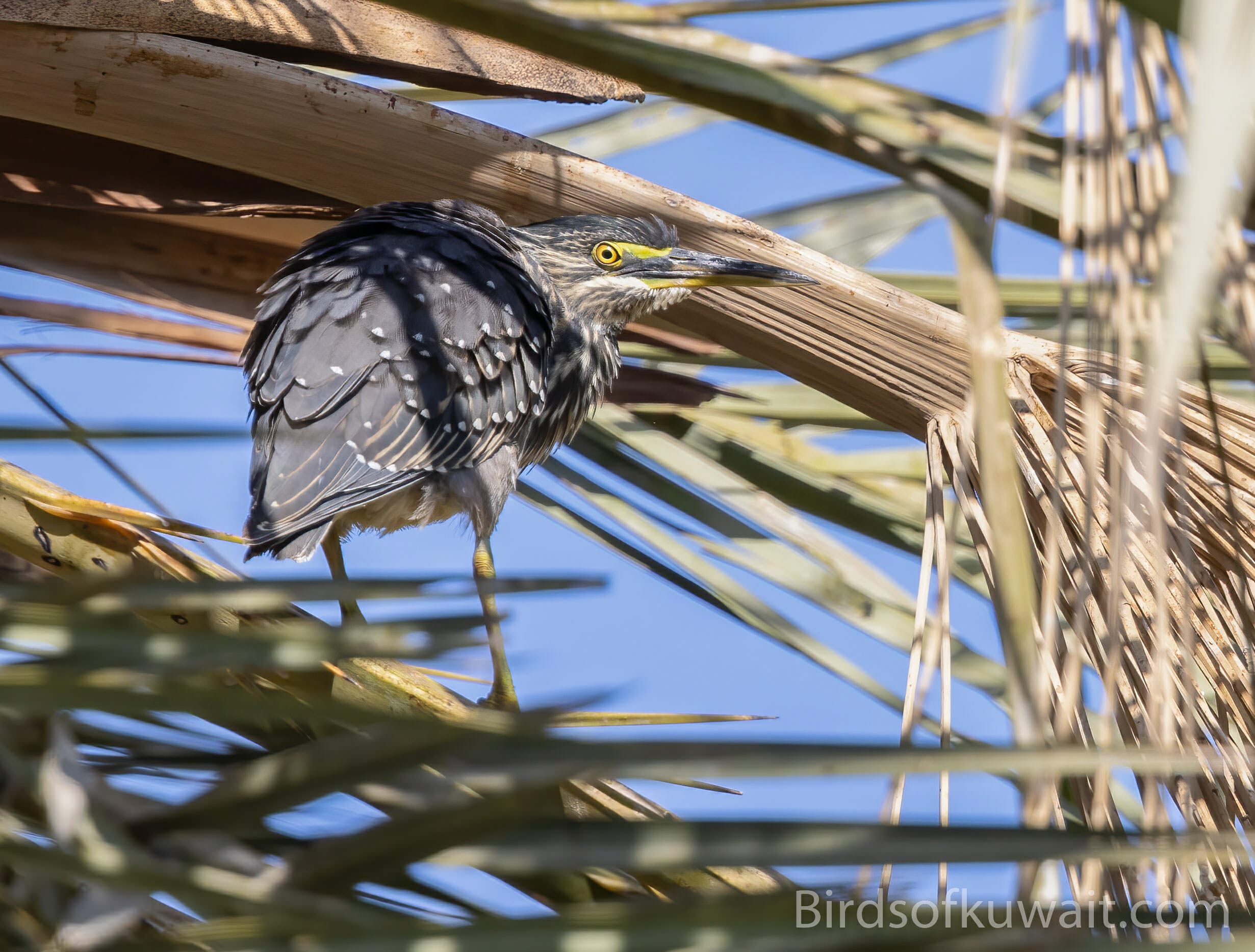 Striated Heron Butorides striata