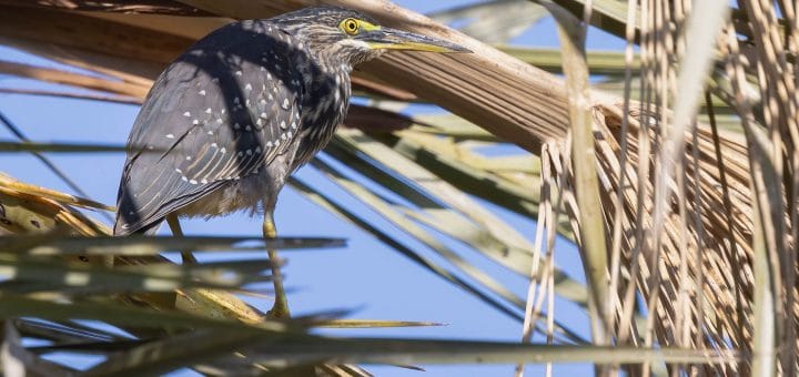 Striated Heron Butorides striata