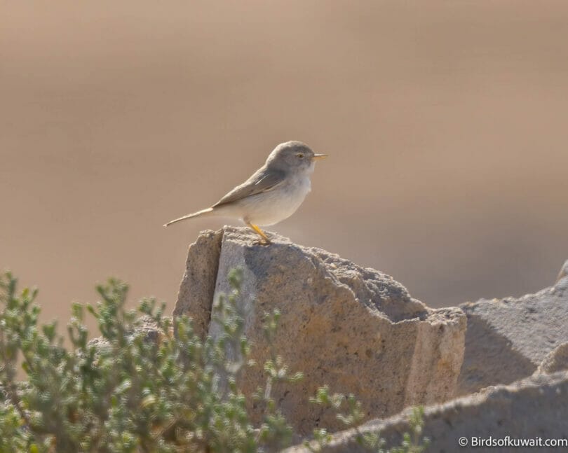 Asian Desert Warbler Curruca nana