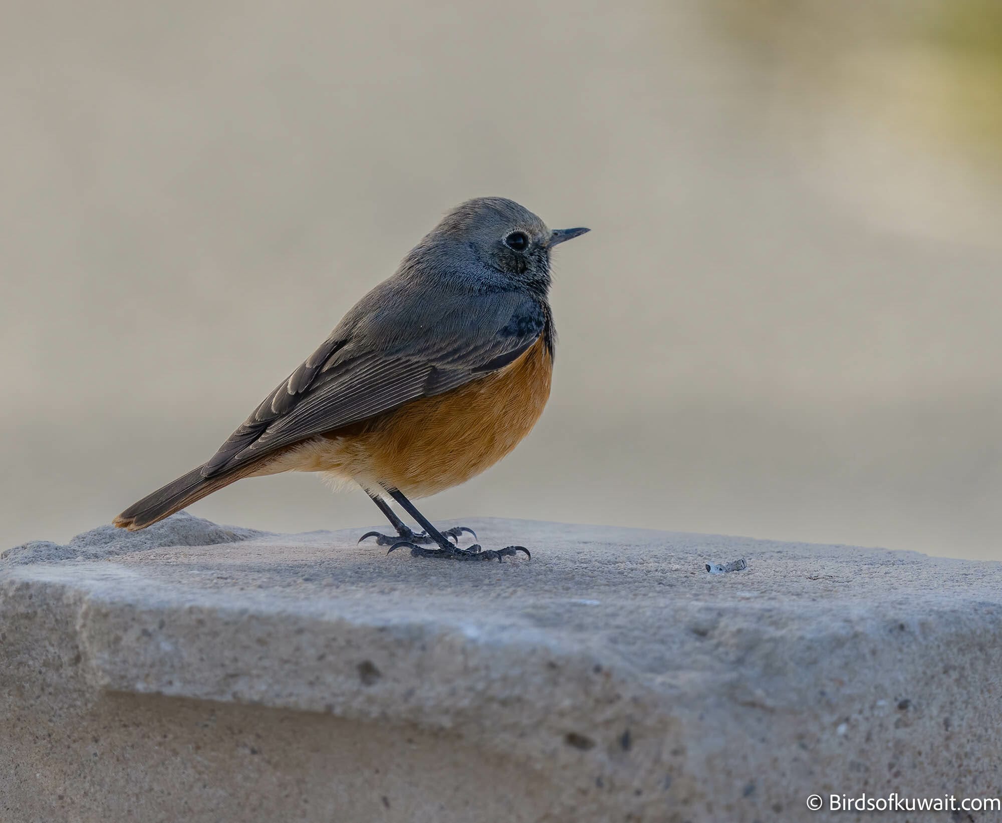 Western Black Redstart Phoenicurus ochruros