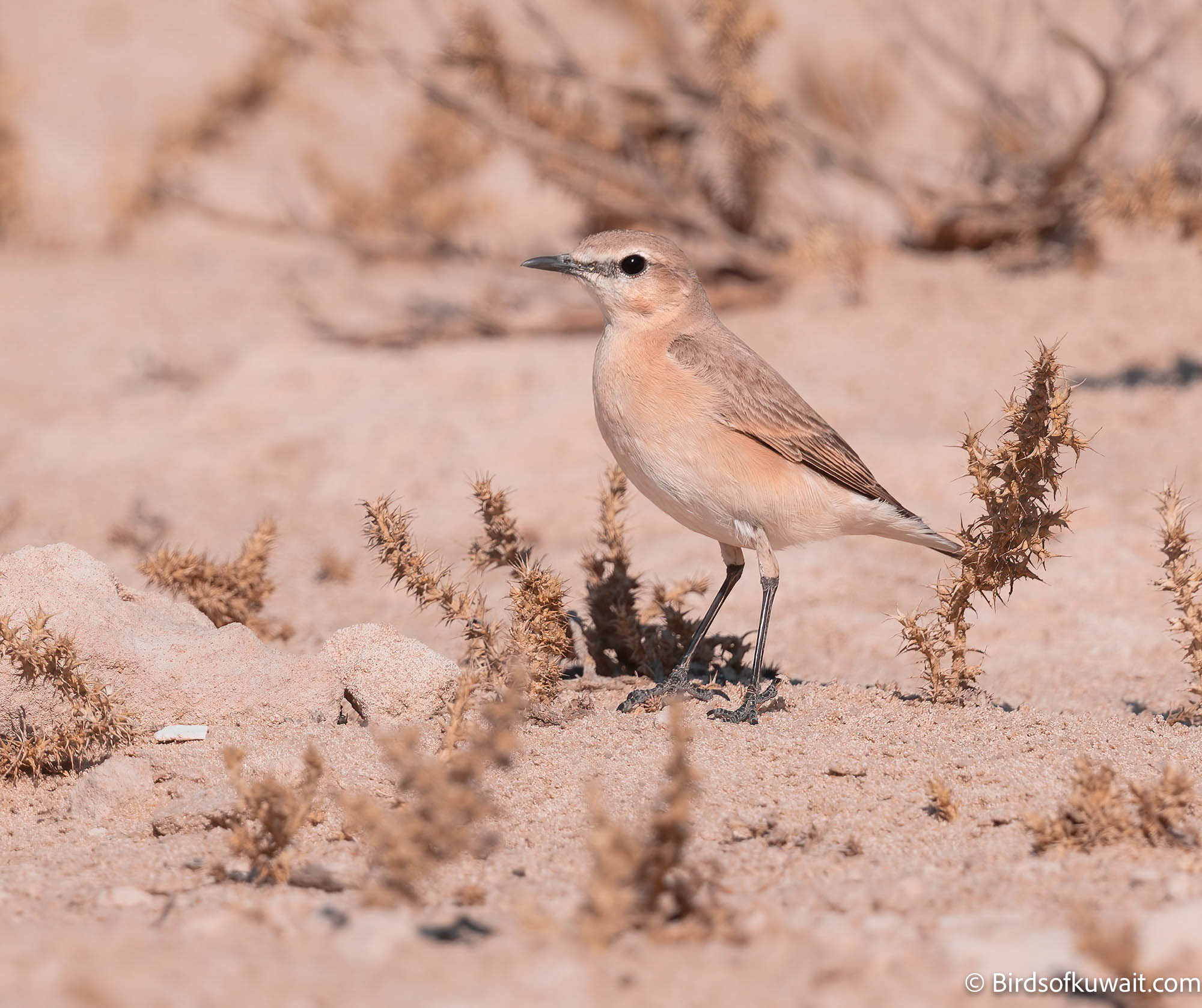 Isabelline Wheatear Oenanthe isabellina