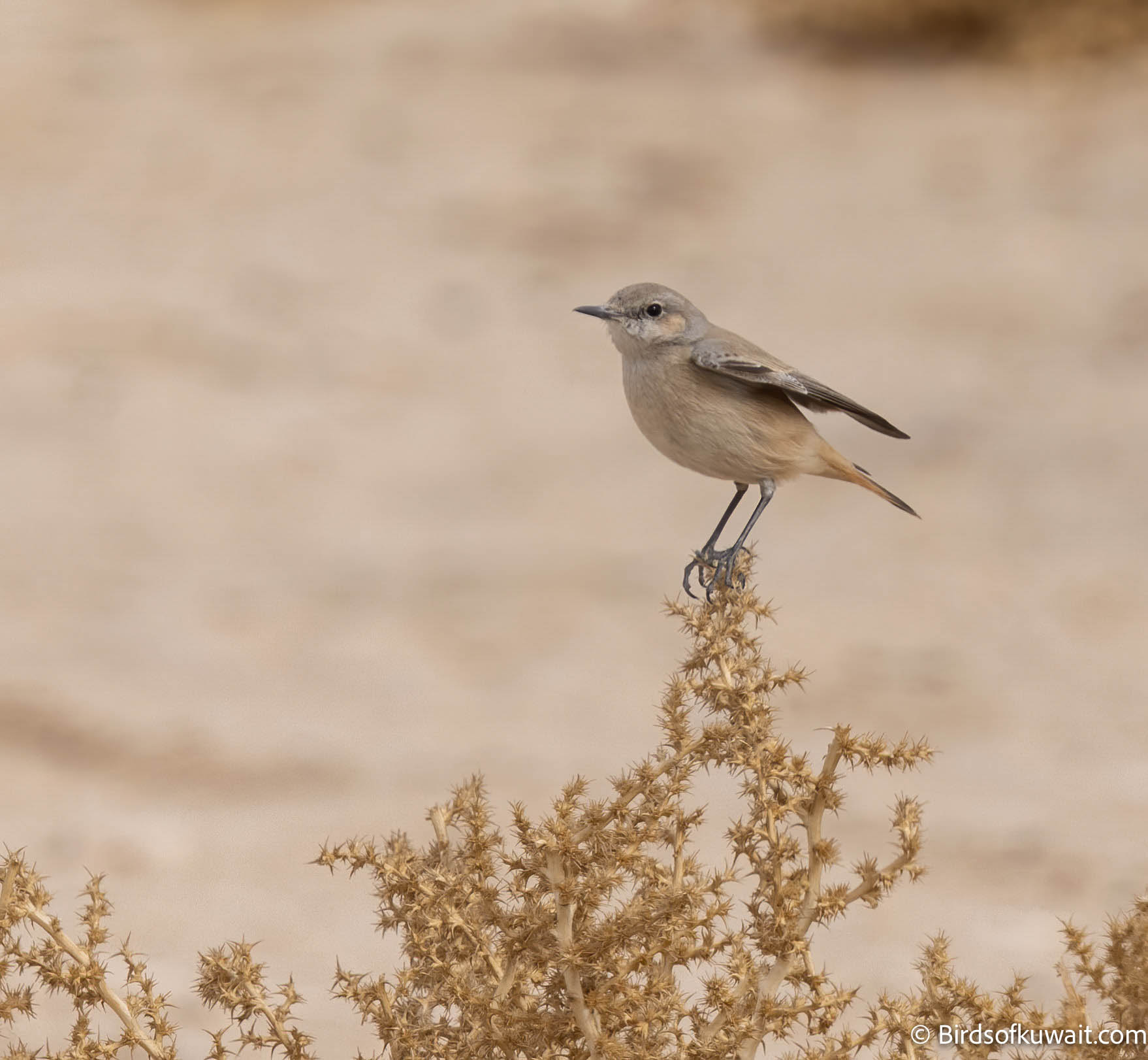 Red-tailed Wheatear Oenanthe chrysopygia