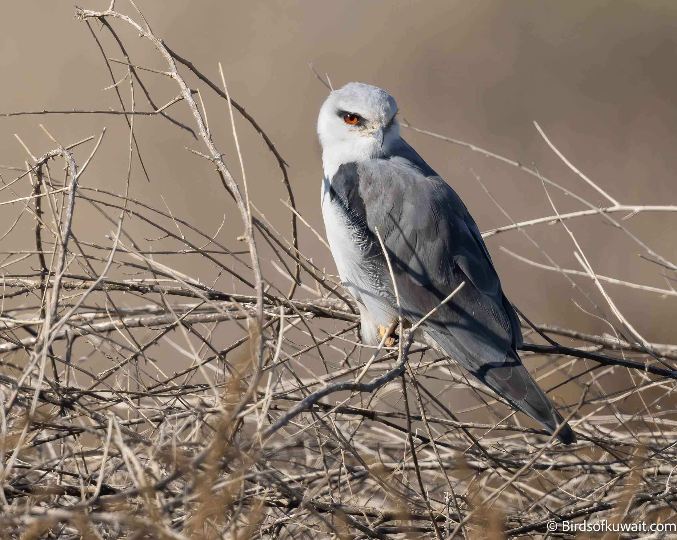 Black-winged Kite Elanus caeruleus