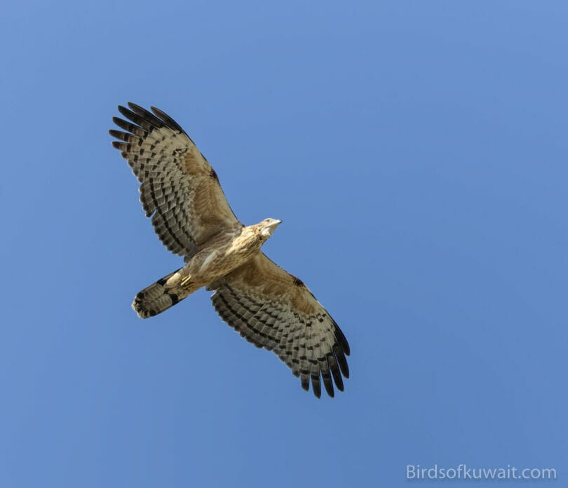 Crested Honey Buzzard Pernis ptilorhynchus