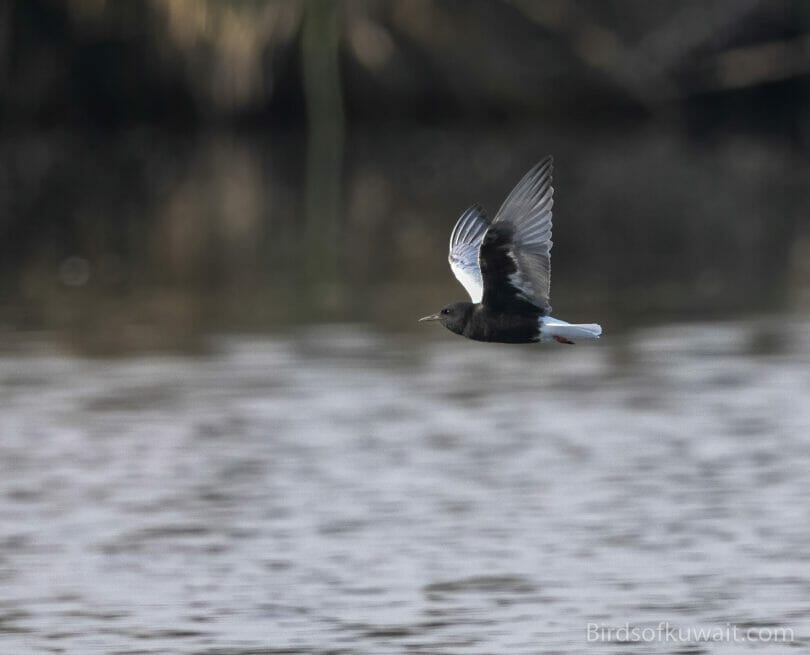 White-winged Tern Chlidonias leucopterus