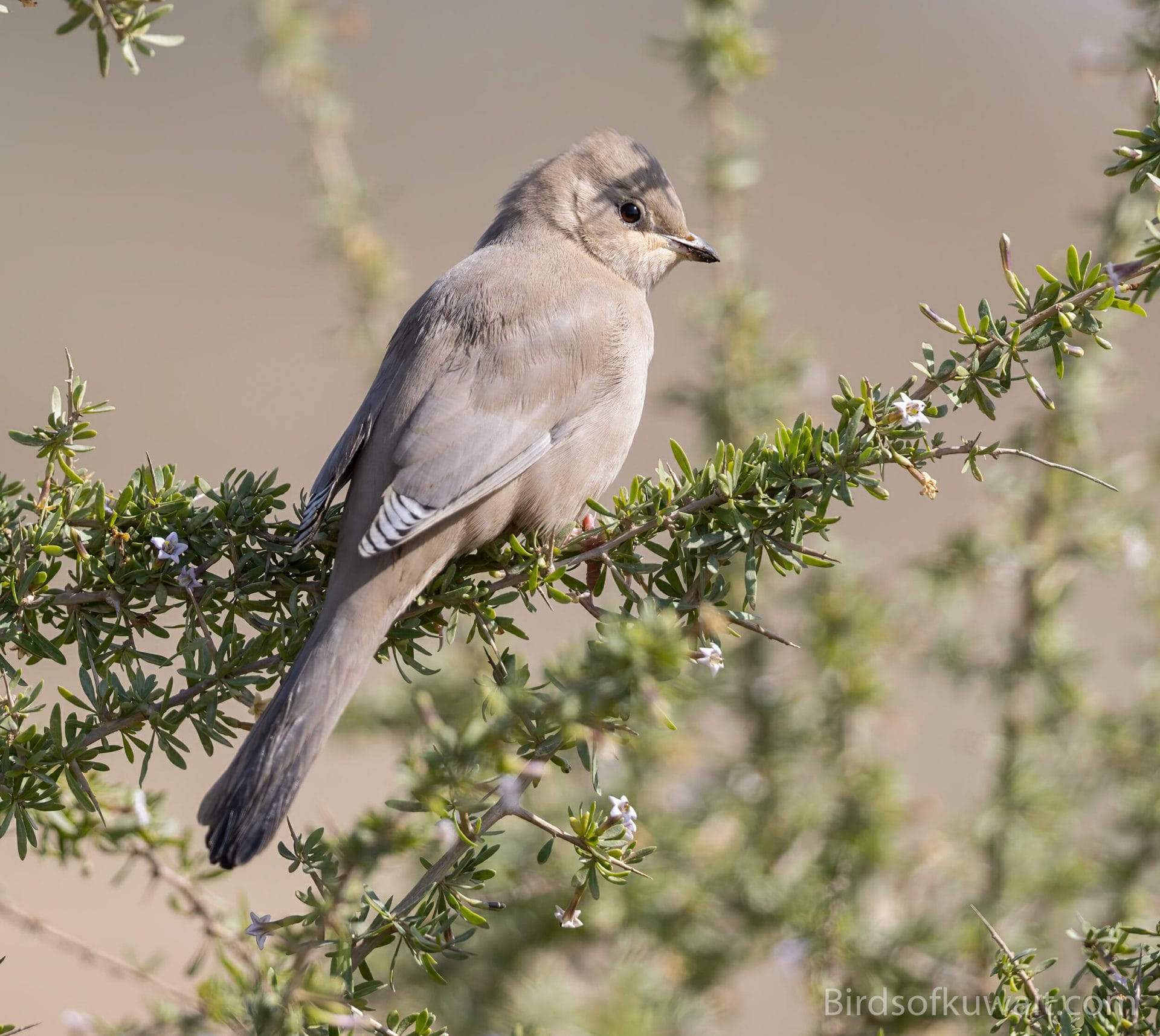 The Hypocolius is one of the target species from Kuwait Bird List for Kuwait Birdwatching Tours