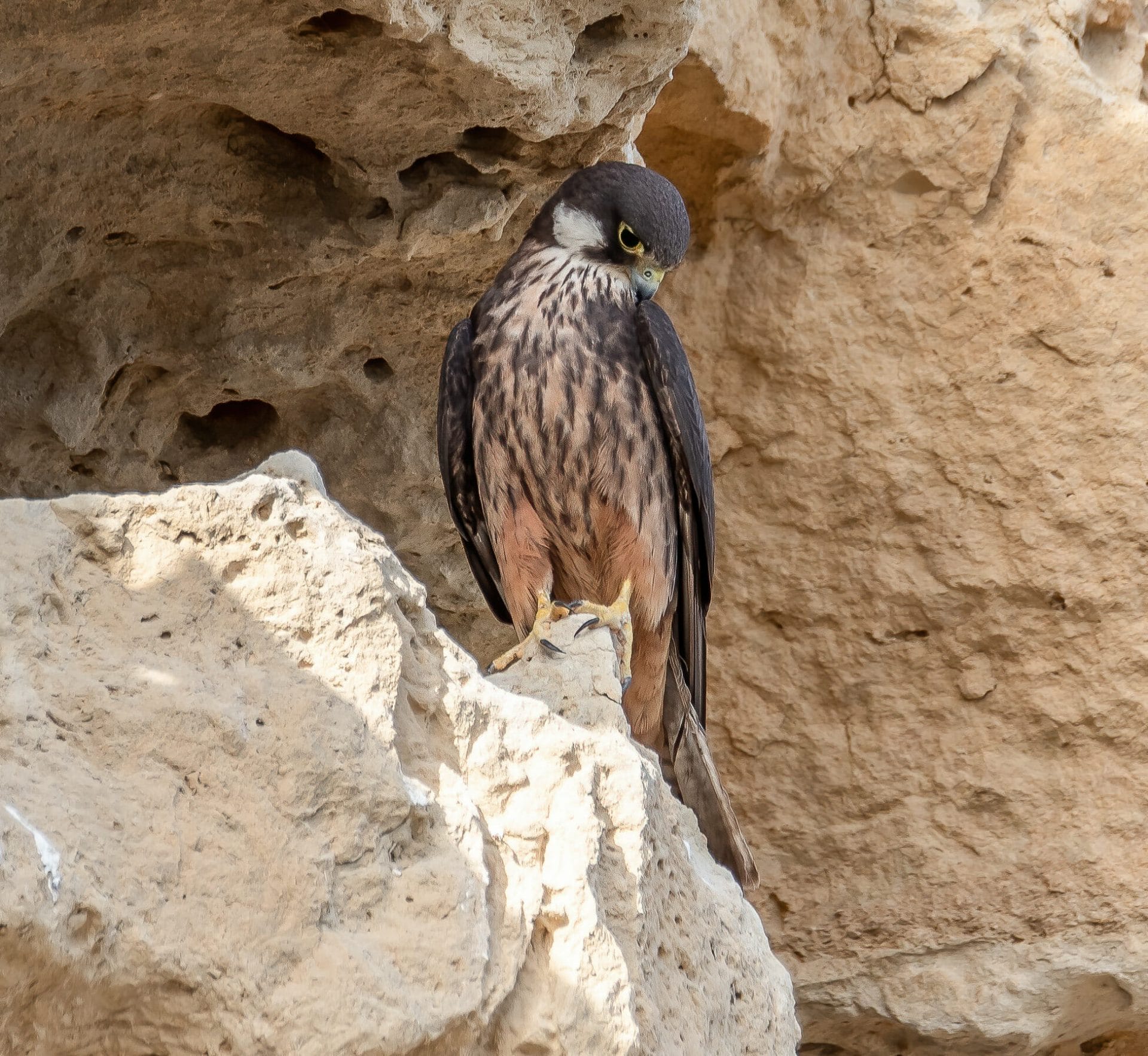 Eleonora’s Falcon Falco eleonorae