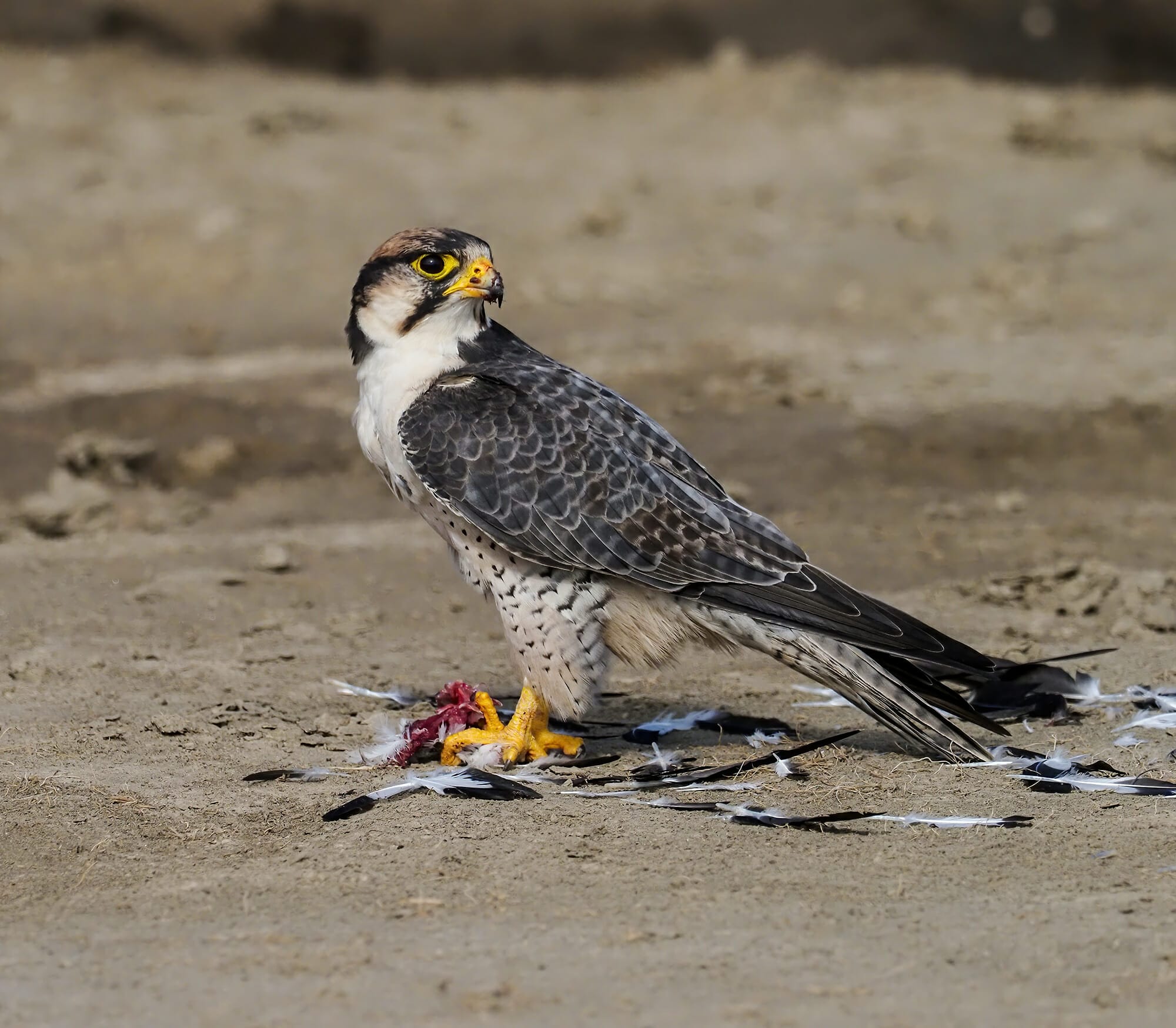 Lanner Falcon Falco biarmicus