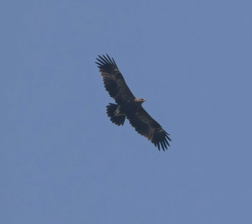 Lesser Spotted Eagle Clanga pomarina