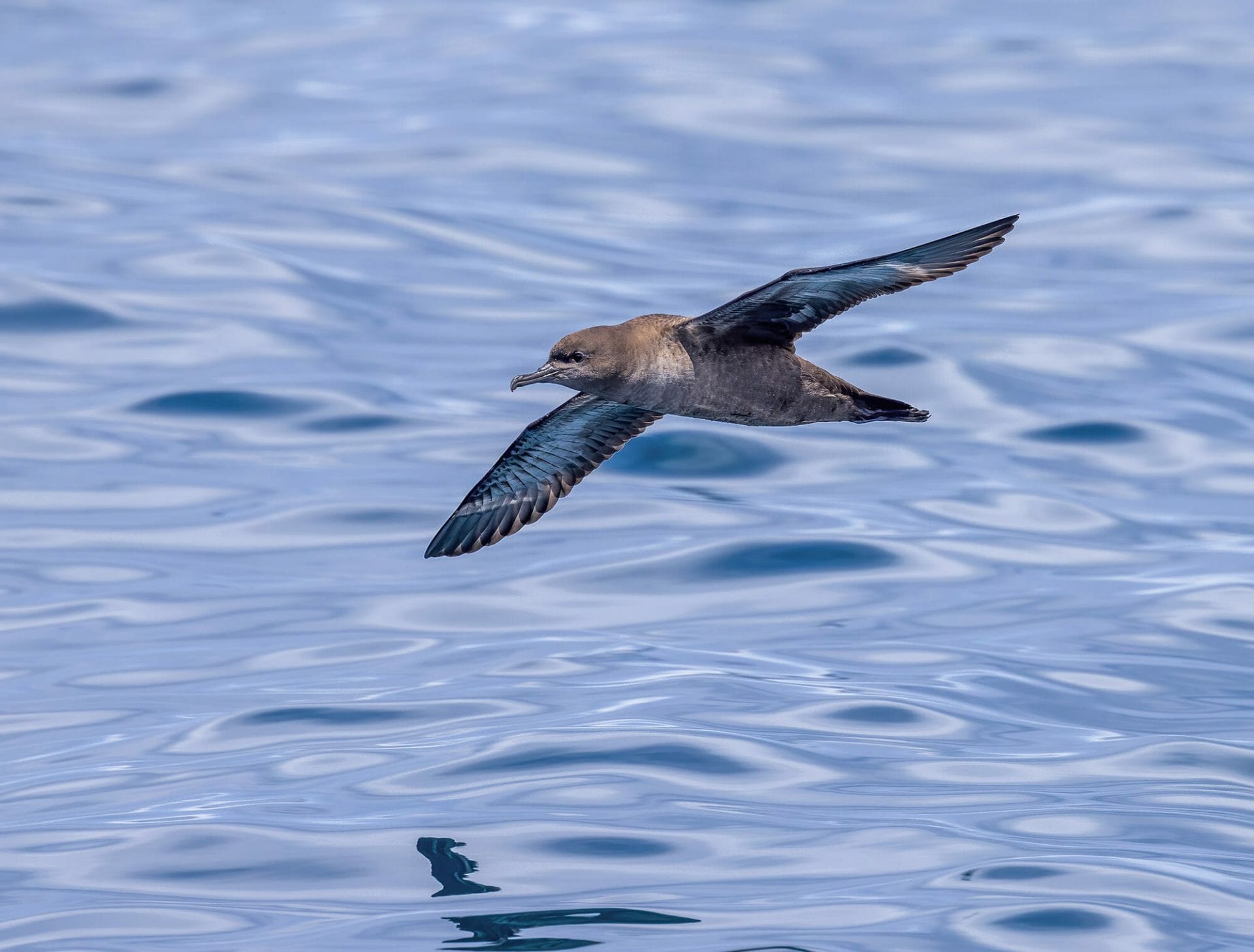 Short-tailed,Shearwater,in New Zealand