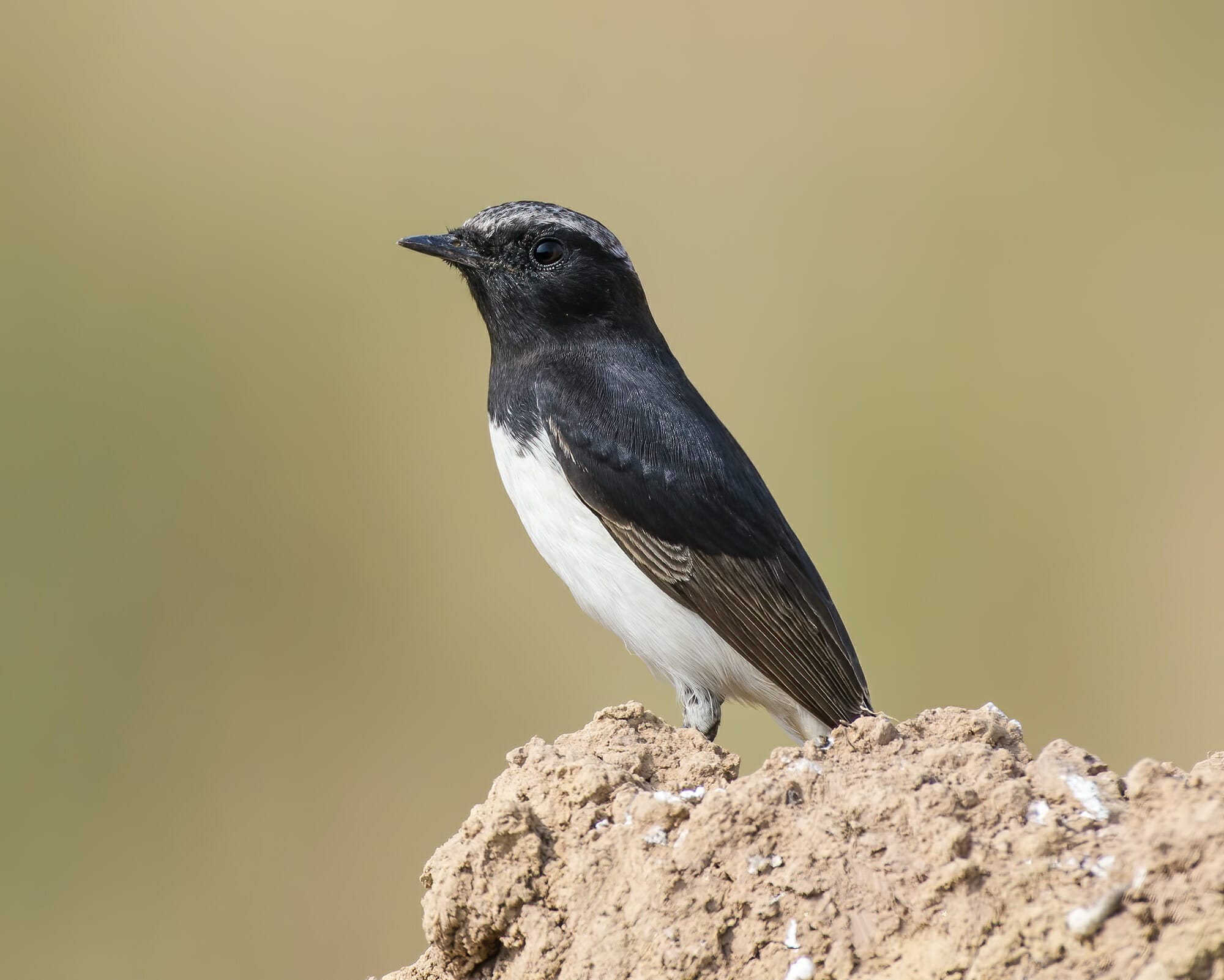 Variable Wheatear Oenanthe picata