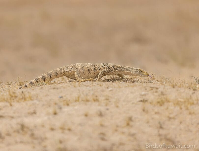 Desert Monitor Varanus griseus