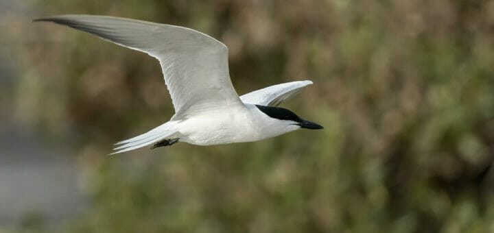 Gull-billed Tern Gelochelidon nilotica