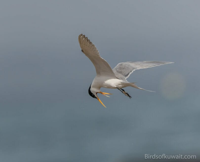 Lesser Crested Tern Thalasseus bengalensis