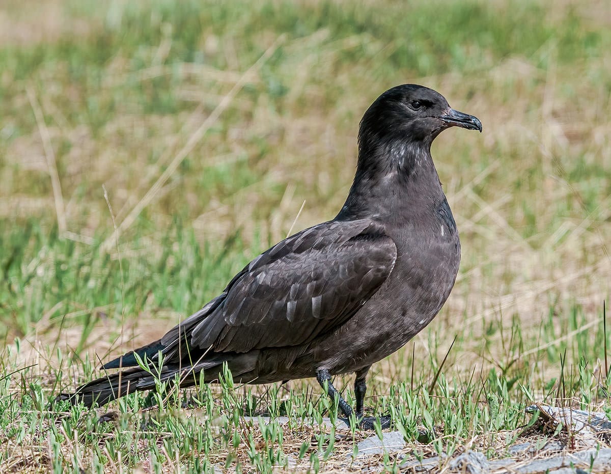 Pomarine Skua Stercorarius pomarinus