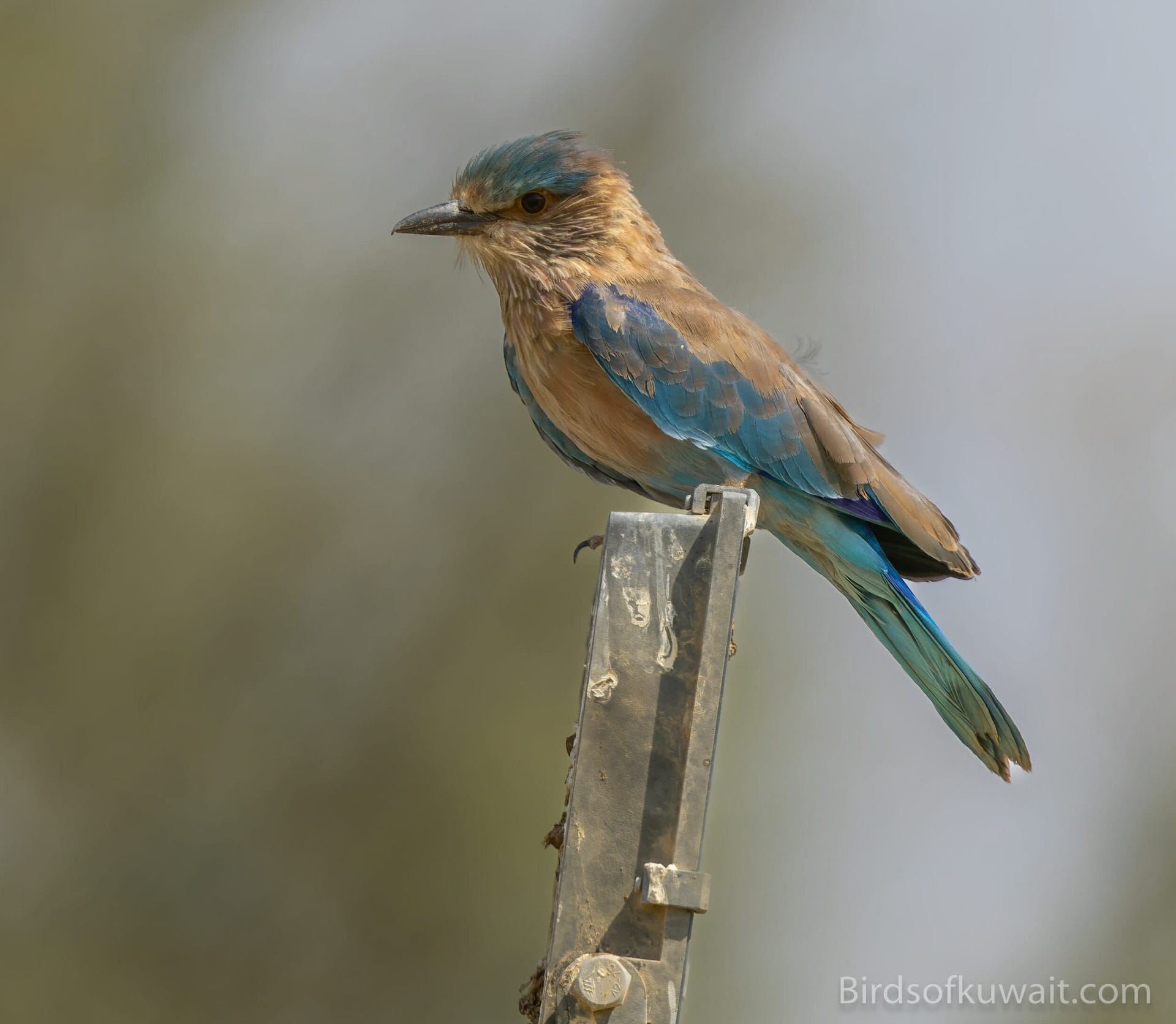 Indian Roller Coracias benghalensis