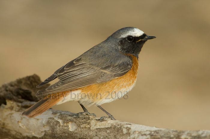 Common Redstart Phoenicurus phoenicurus