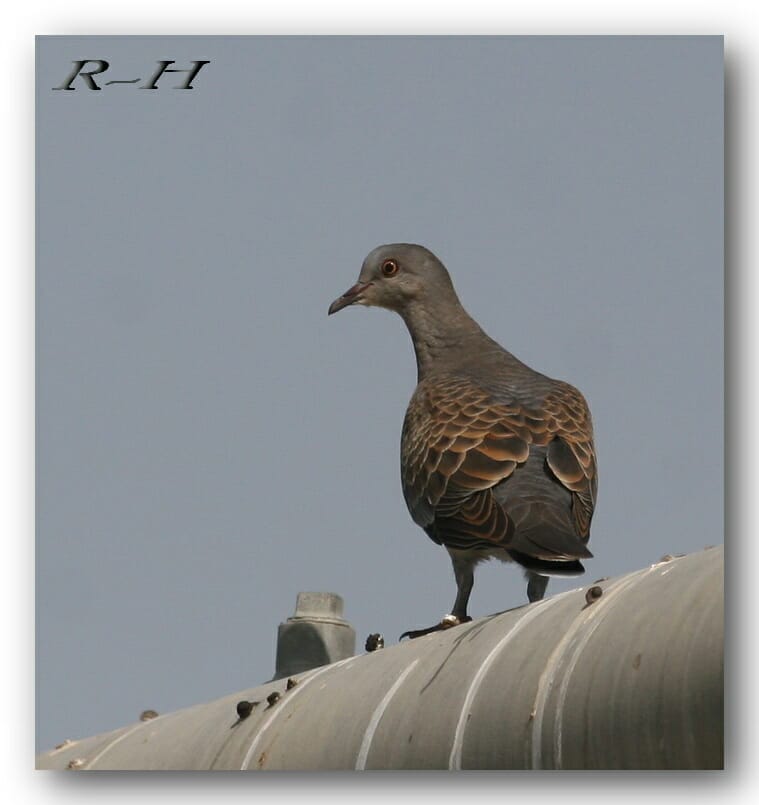 Rufous Turtle Dove Streptopelia (orientalis) meena