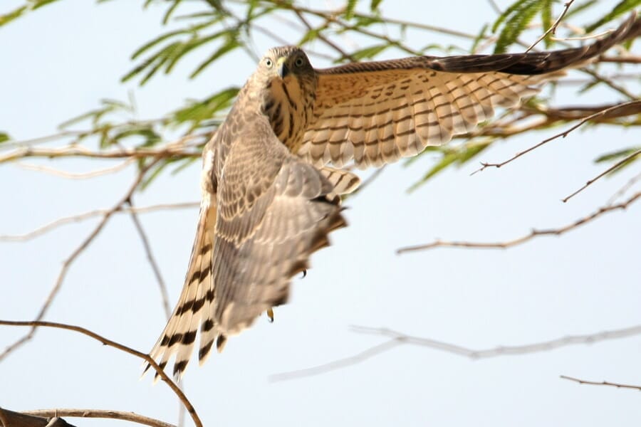 Asian Shikra Accipiter (badius) cenchroides