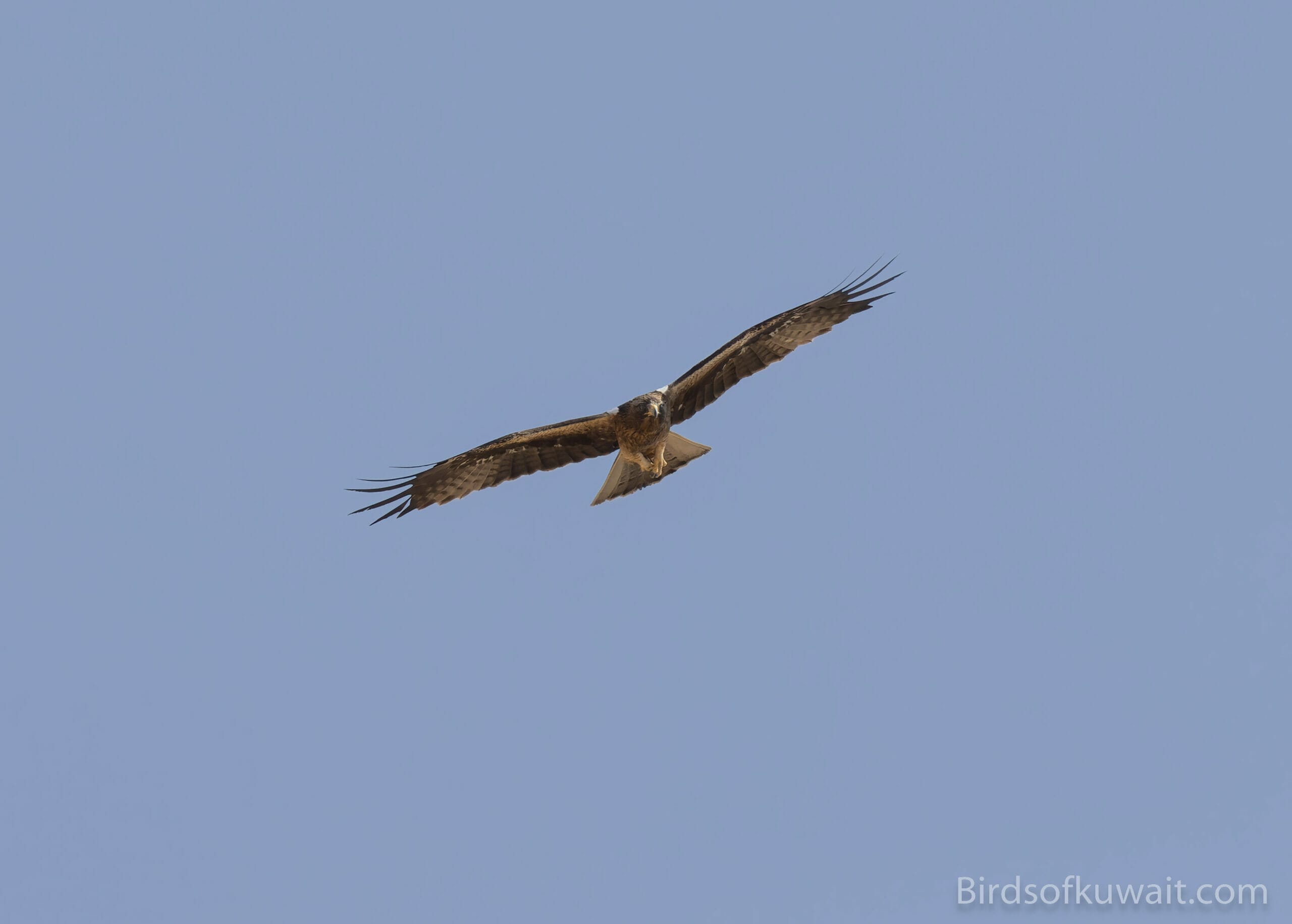 Booted Eagle Hieraaetus pennatus