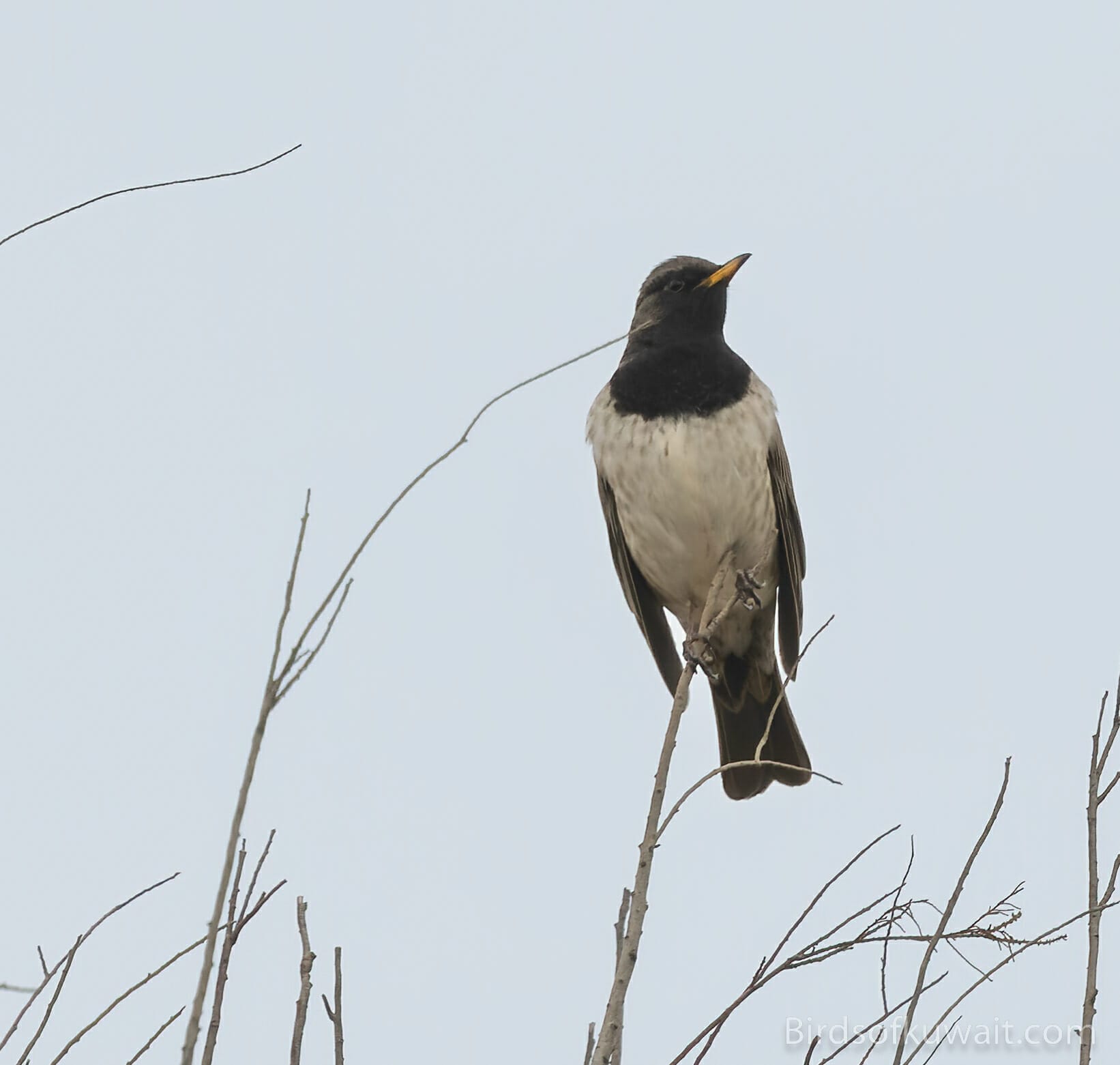 Black-throated Thrush at Mutla'a Ranch | Birds of Kuwait | Bird ...