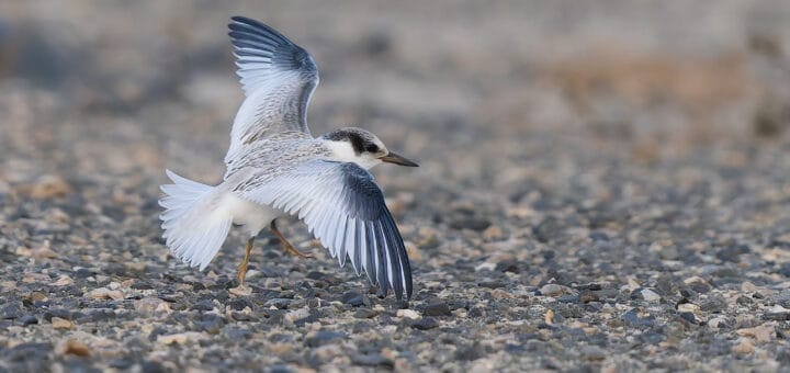 Saunders's Tern Sternula saundersi