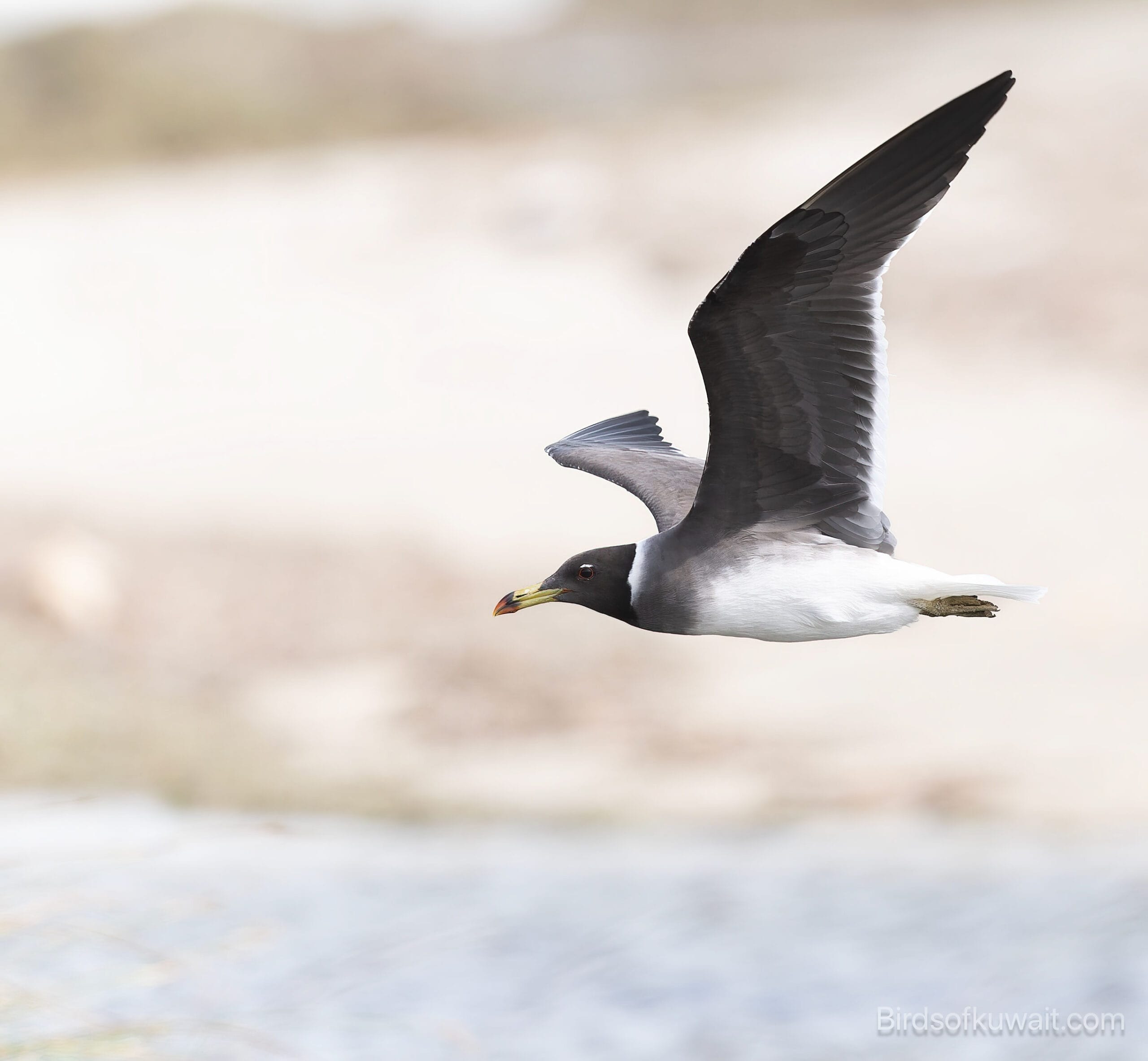 Sooty Gull Ichthyaetus hemprichii