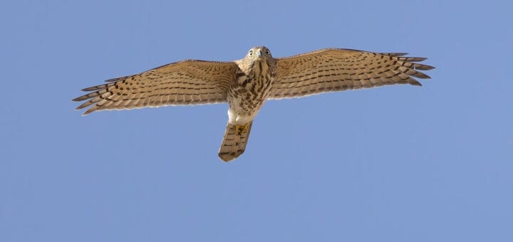 Asian Shikra Accipiter badius cenchroides