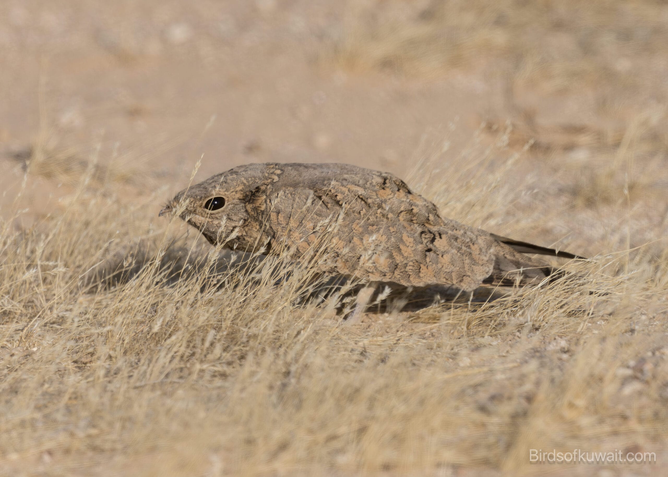 Egyptian Nightjar Caprimulgus aegyptius