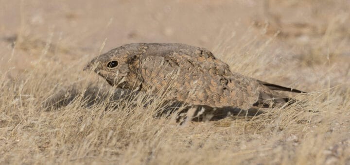 Egyptian Nightjar Caprimulgus aegyptius