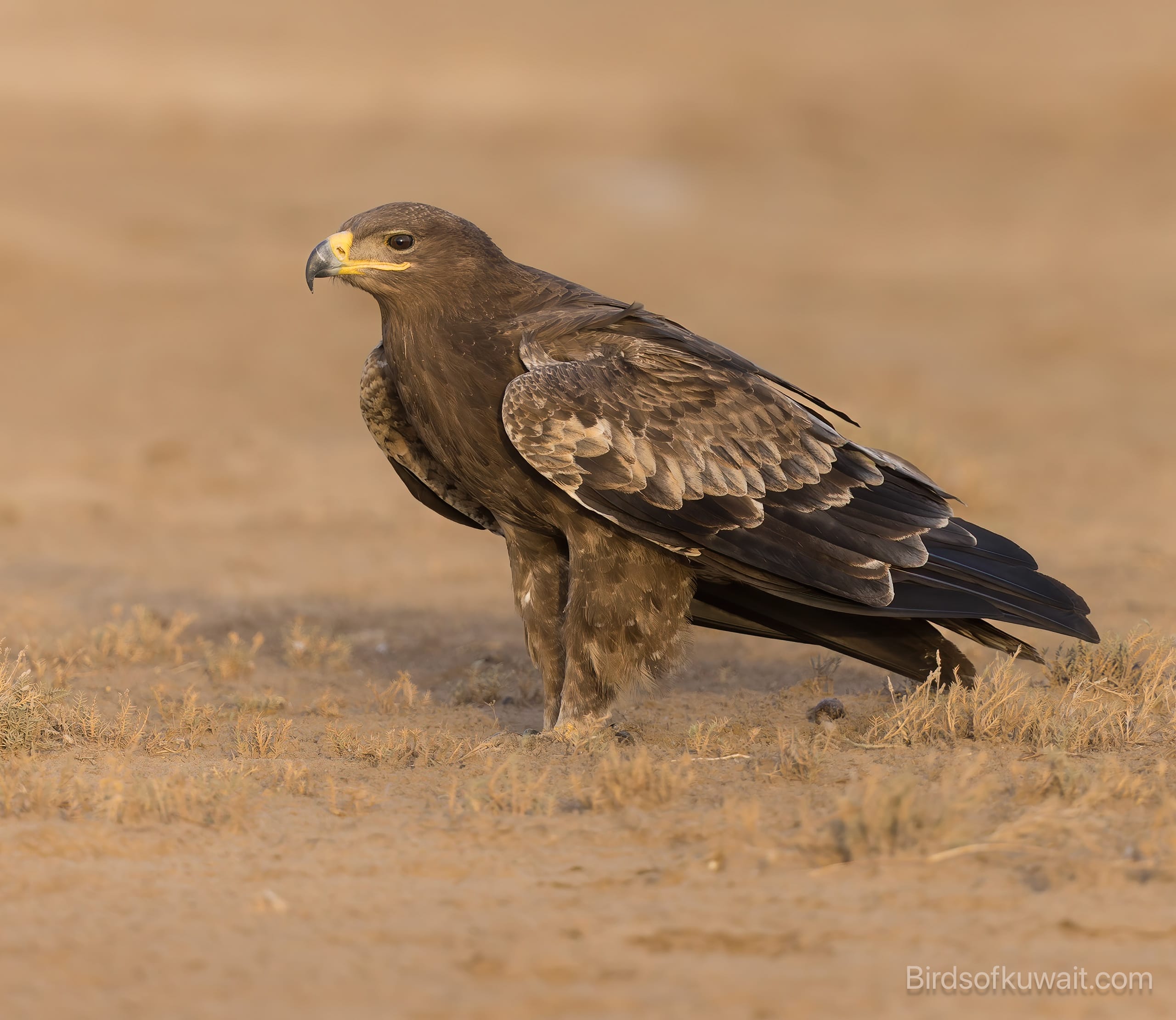 Steppe Eagle Aquila nipalensis