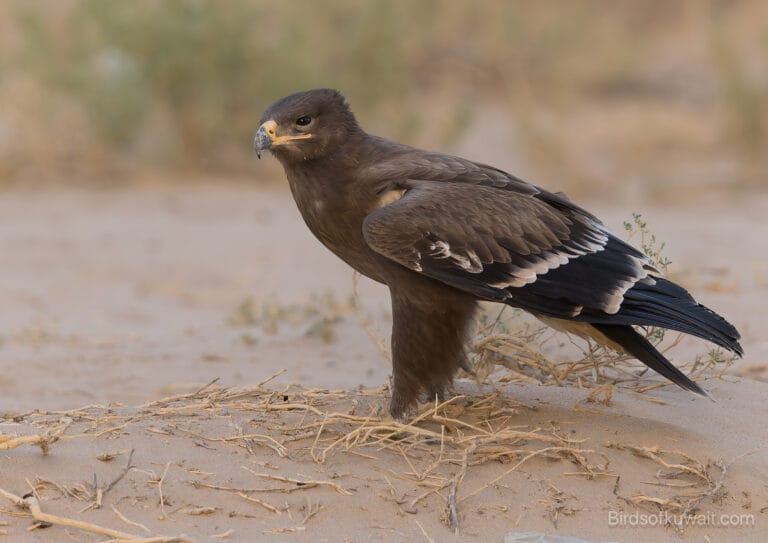 Steppe Eagle Aquila nipalensis