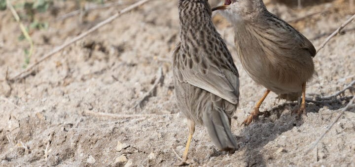 Afghan Babbler Argya hutton