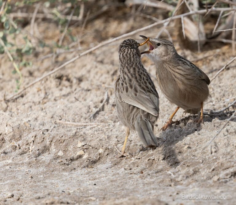 Afghan Babbler Argya hutton