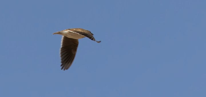 Calandra Lark Melanocorypha calandra