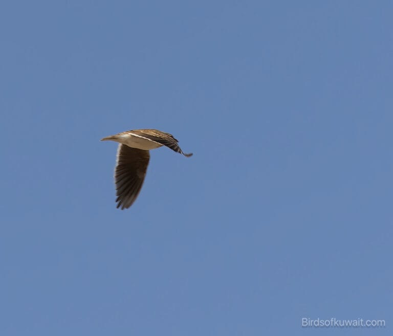 Calandra Lark Melanocorypha calandra