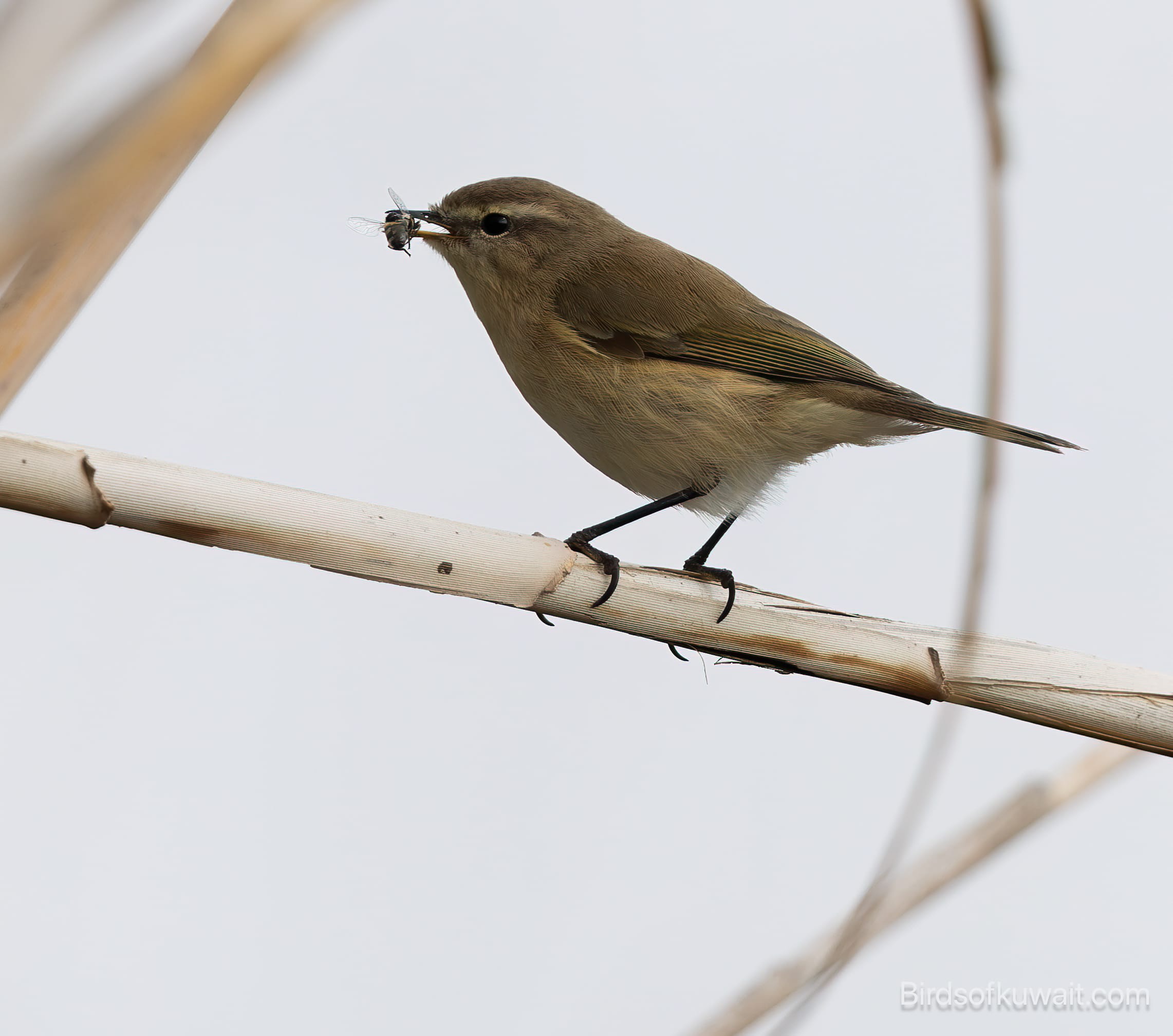 Caucasian Chiffchaff Phylloscopus lorenzii