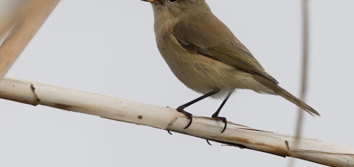 Caucasian Chiffchaff Phylloscopus lorenzii