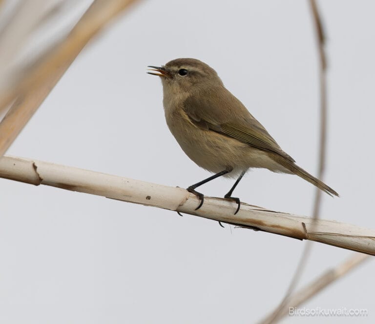 Caucasian Chiffchaff Phylloscopus lorenzii