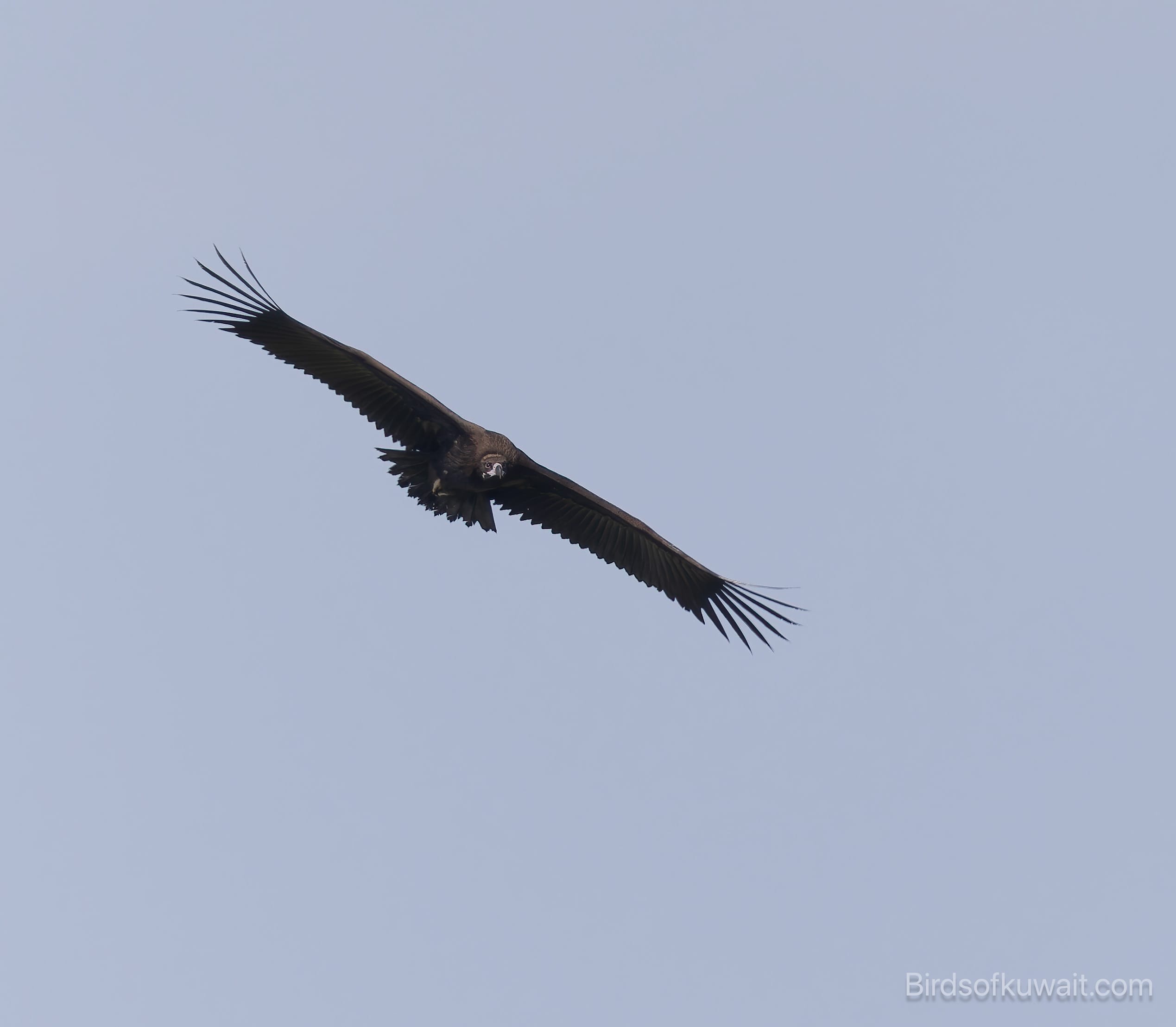 Cinereous Vulture Aegypius monachus