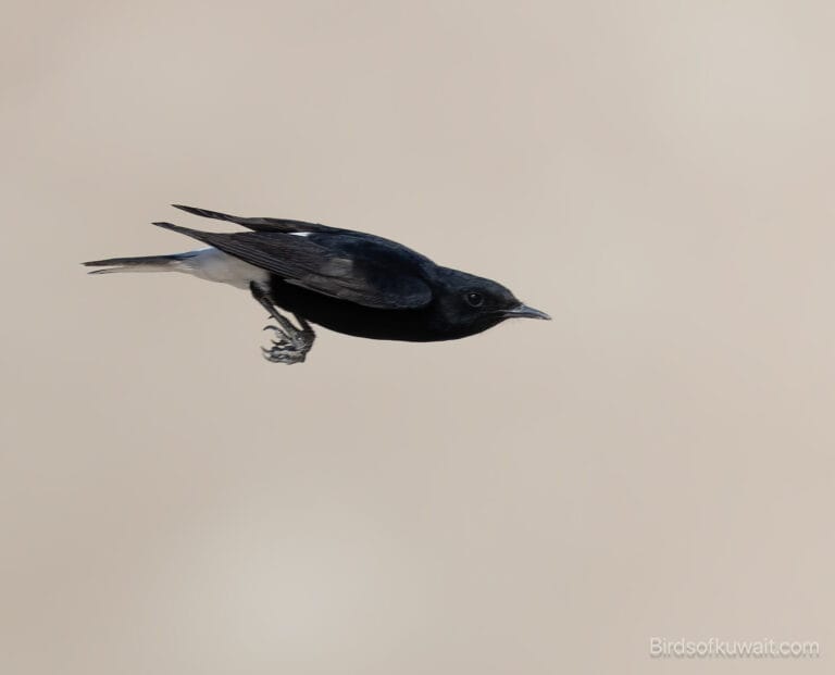 White-crowned Wheatear Oenanthe leucopyga