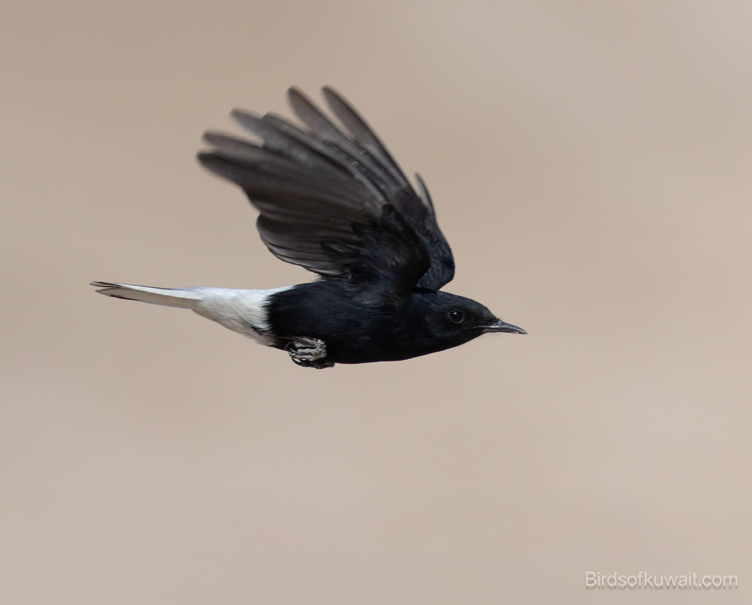 White-crowned Wheatear Oenanthe leucopyga