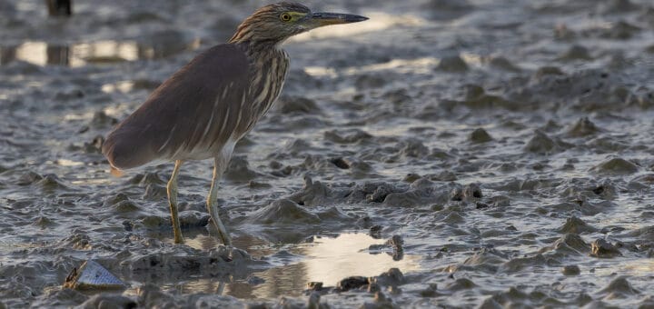 Indian Pond Heron Ardeola grayii