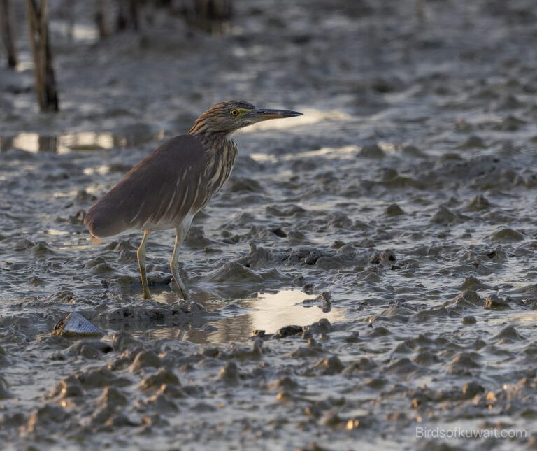 Indian Pond Heron Ardeola grayii