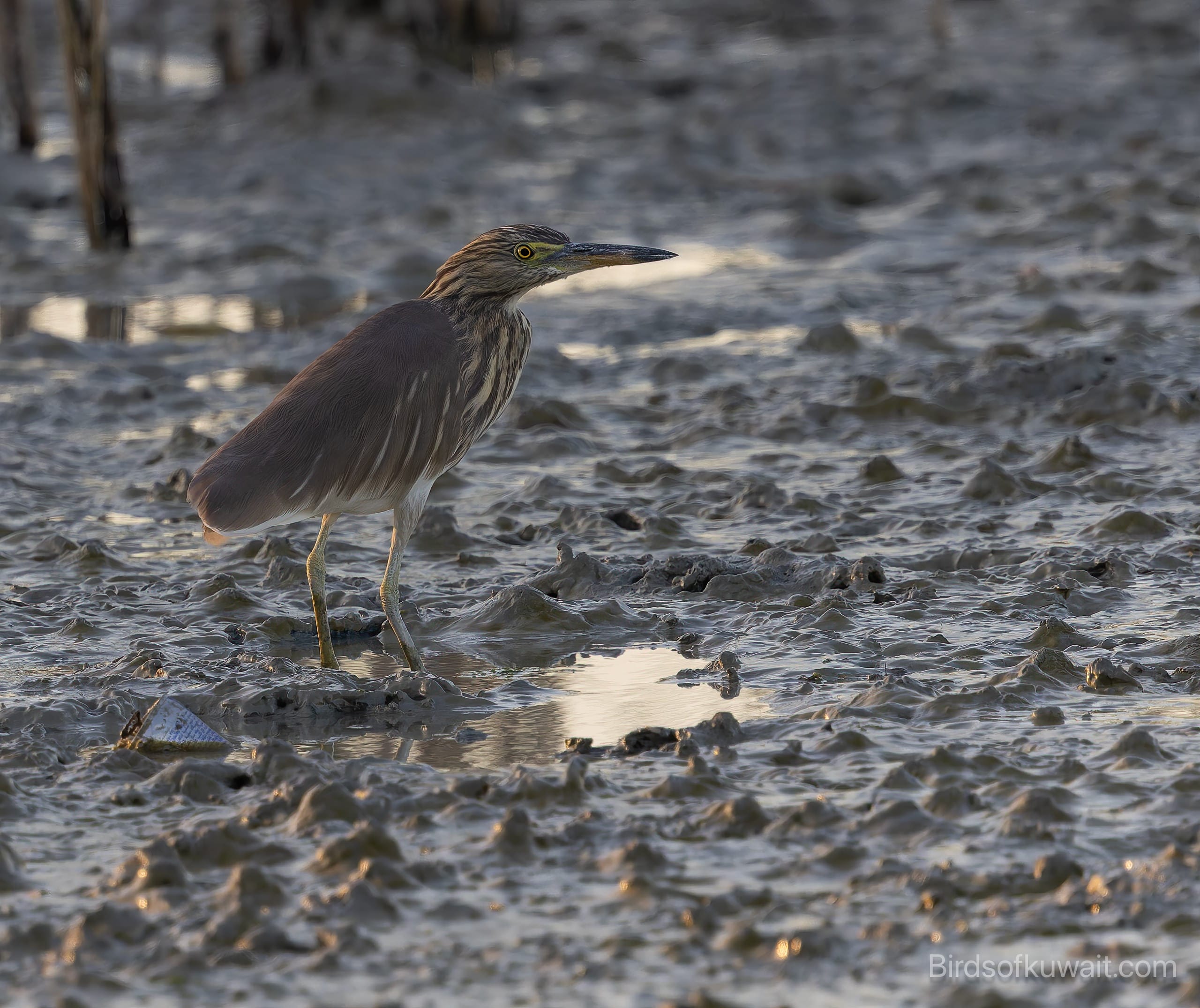 Indian Pond Heron Ardeola grayii 