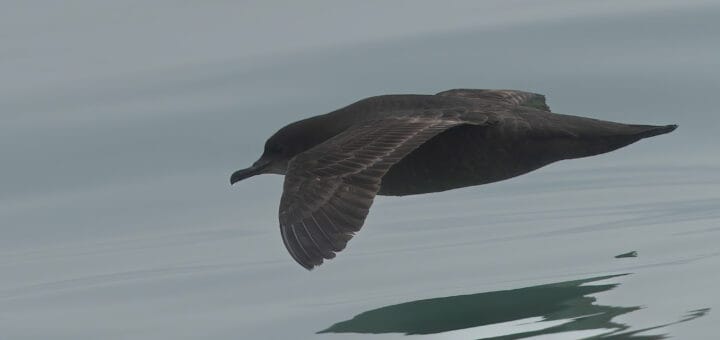 Short-tailed Shearwater Ardenna tenuirostris