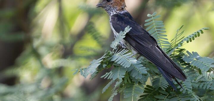 Lesser Striped Swallow
Cecropis abyssinica