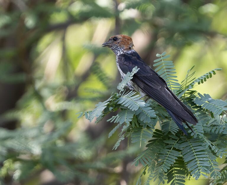 Lesser Striped Swallow
Cecropis abyssinica